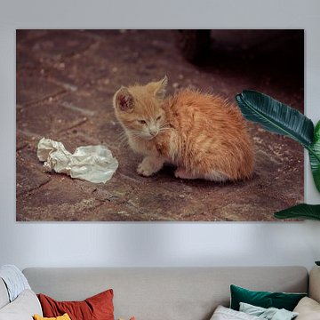 Tomcat rouge Marrakech