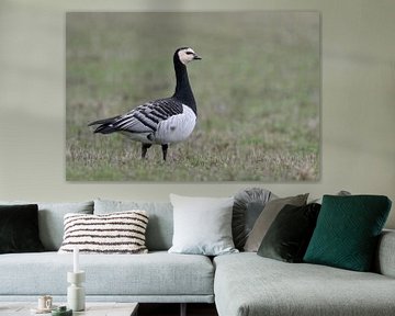 Barnacle Goose  ( Branta leucopsis )