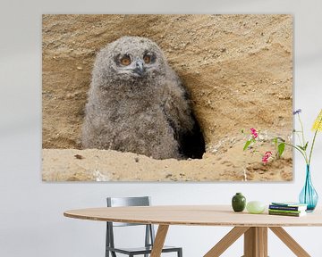 Eurasian Eagle Owl ( Bubo bubo ), young, chick, sitting in front of its nesting burrow in a sand pit van wunderbare Erde