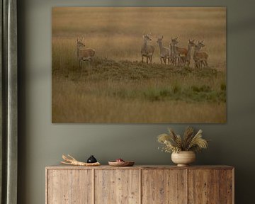 Red Deer ( Cervus elaphus ), group of hinds, on a little hill in wide open land, grass steppe, soft  van wunderbare Erde