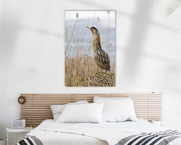 Great Bittern ( Botaurus stellaris ) on a mound of reeds van wunderbare Erde