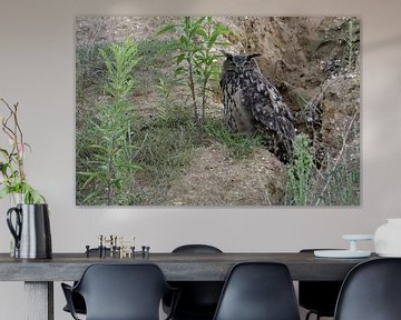 Eurasian Eagle Owl ( Bubo bubo ), adult bird, sitting in the slope of a gravel pit