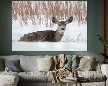 Mule deer ( Odocoileus hemionus ), funny huge ears, in winter, lying, resting in snow van wunderbare Erde