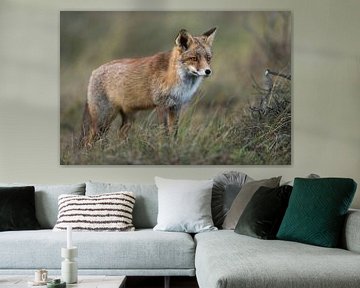 Red Fox ( Vulpes vulpes ) in beautiful winterfur , in high grass van wunderbare Erde