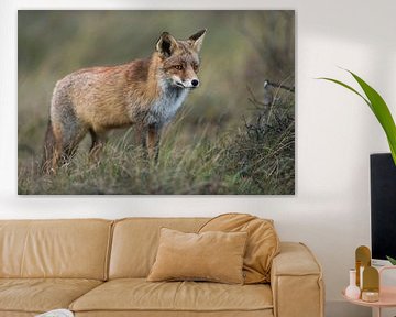 Red Fox ( Vulpes vulpes ) in beautiful winterfur , in high grass van wunderbare Erde