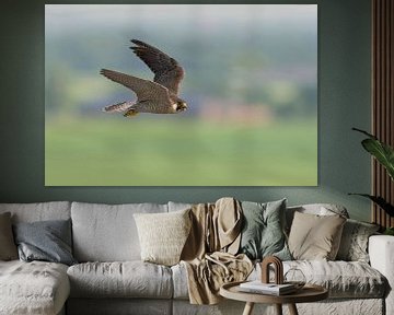 Peregrine Falcon ( Falco peregrinus ), adult, eye contact, in fast flight,  high above cultural coun van wunderbare Erde