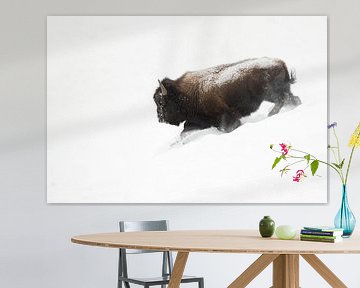 American Bison ( Bison bison ), bull in winter fur, running downhill through deep fluffy snow, power