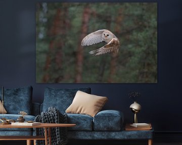 Barn Owl ( Tyto alba ) in energetic flight, at the edge of a forest, frontal view, detailed shot.