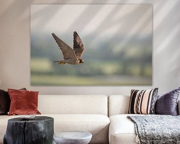 Peregrine Falcon / Duck Hawk ( Falco peregrinus ) in flight, in its territory, high above the countr