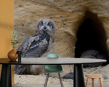 Eurasian Eagle Owls ( Bubo bubo ), young birds, playful, together at the entrance of their nest burr van wunderbare Erde