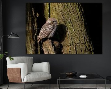 Little Owl  ( Athene noctua ), perched in an old willow tree, watching curious, first morning light, van wunderbare Erde