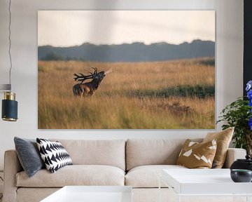 Red Deer  (Cervus elaphus), stag in rutting season, roaring deeply, in wide open grassland, with bre