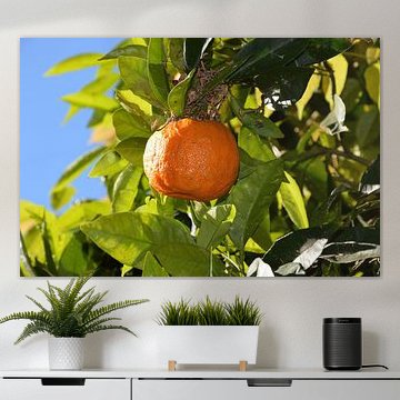 Sinaasappel aan de boom