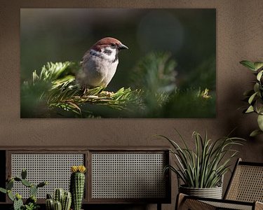 Aperçu de la chambre