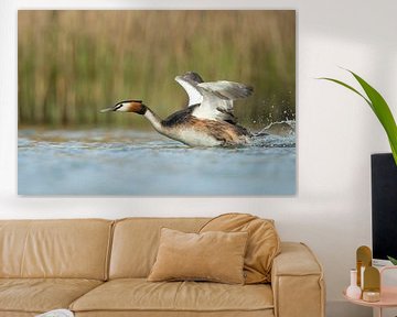 Great Crested Grebe ( Podiceps cristatus ) in action, hurry, flapping its wings, taking off from a s