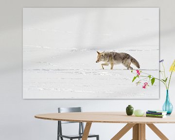 Coyote  ( Canis latrans ) in winter, walking through deep snow, squinting eyes