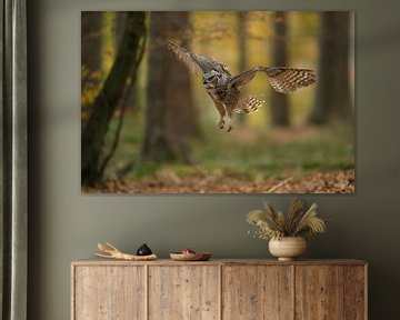 Great Horned Owl / Tiger Owl ( Bubo virginianus ) flying through autumnal coloured woods, in action,