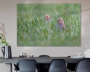 Grey Partridges ( Perdix perdix ), stretching their necks out of a field of winter wheat, by wunderbare Erde