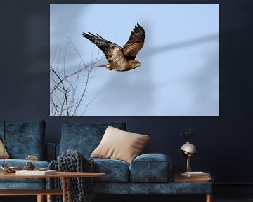Mäusebussard ( Buteo buteo ), typischer Greifvogel im Flug gegen blauen Himmel von wunderbare Erde