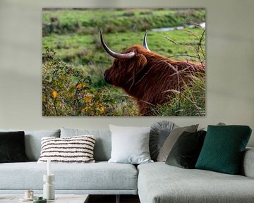 Relax - Scottish Highlander on Texel by Texel360Fotografie Richard Heerschap