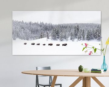 Follow the leader, bisons in Yellowstone sur Sjaak den Breeje