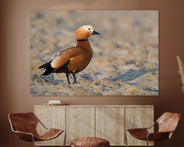 Ruddy Shelduck ( Tadorne casarca ), female standing on a field, nice warm light and tones, invasive  van wunderbare Erde