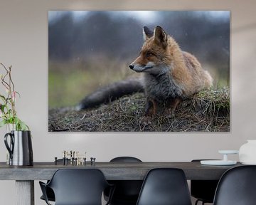Red Fox ( Vulpes vulpes ) adult , lying, resting on a little knob, watches aside attentively, on a r van wunderbare Erde