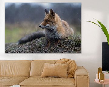 Red Fox ( Vulpes vulpes ) adult , lying, resting on a little knob, watches aside attentively, on a r