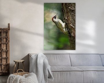 Green Woodpecker ( Picus viridis ), perched on a tree trunk, clinging, in typical pose, wildlife, Eu van wunderbare Erde