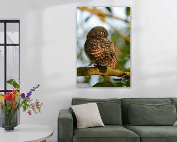 Steinkauz ( Athene noctua ) , Jungvogel im Baum, blickt über die Schulter, wildlife, Deutschland von wunderbare Erde