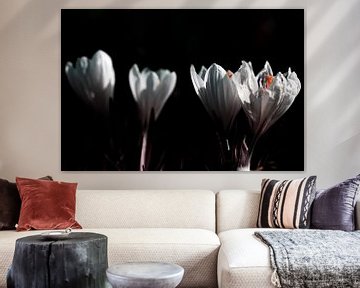 Crocus sur Maikel Brands