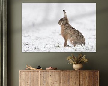 Brown Hare / European Hare ( Lepus europaeus ) in winter, sitting in snow, snowfall, watching attent van wunderbare Erde