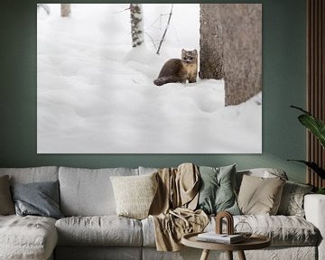 Pine Marten ( Martes americana ) in winter, sitting on the ground of a forest in deep snow, Yellowst van wunderbare Erde