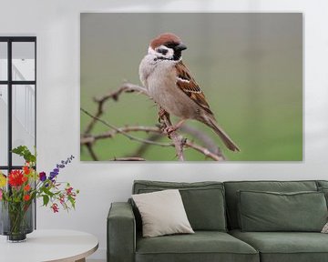 Beautiful Tree Sparrow ( Passer montanus ) sitting on top of a blackberry bush in front of a nice co