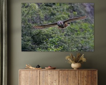 Northern Eagle Owl ( Bubo bubo ) in gliding flight along a steep face, bushes of an old quarry, fron