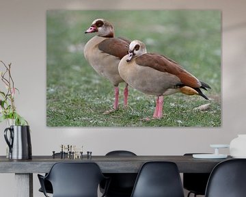 Egyptian Geese ( Alopochen aegyptiacus ) pair in winter, standing on frosty farmland, typical view,  van wunderbare Erde