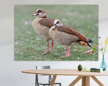 Egyptian Geese ( Alopochen aegyptiacus ) pair in winter, standing on frosty farmland, typical view,  sur wunderbare Erde