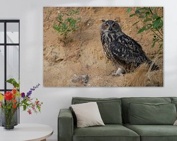Eurasian Eagle Owl / Uhu ( Bubo bubo ), sitting, resting under a bush, watching van wunderbare Erde