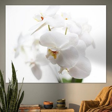 Witte Orchidee