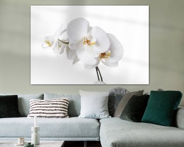 Witte Orchidee van Alied Kreijkes-van De Belt