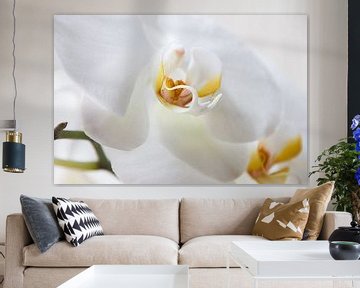 Witte Orchidee van Alied Kreijkes-van De Belt