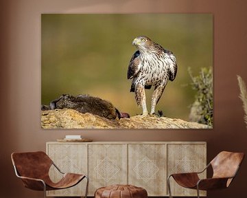 Havikarend (Aquila fasciata) van Onno Wildschut
