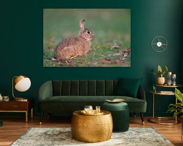 European Rabbit ( Oryctolagus cuniculus ), adult, sitting on short grass in typical surrounding of a