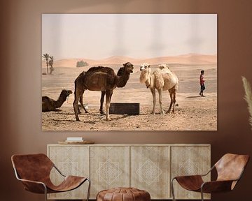 Dromedarissen in de woestijn in Erg Chebbi, Marokko van Lars Bruin