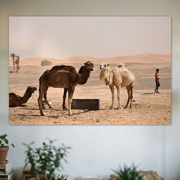 Dromedare in der Wüste in Erg Chebbi, Marokko