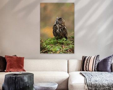 Eurasian Eagle Owl (Bubo bubo) in autumn, sitting on the ground, nice portrait, Europe. van wunderbare Erde