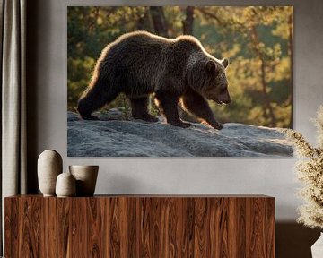 European Brown Bear ( Ursus arctos ), young, walking over rocks on a clearing in a boreal forest, fi