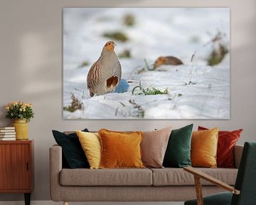 Grey Partridge ( Perdix perdix ) in snow, winter, non-migratory, standing upright, showing its typic van wunderbare Erde