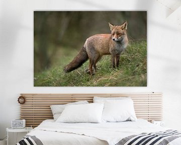 Red Fox (Vulpes vulpes) standing on a small grass covered hill, next to the edge of a forest, watchi van wunderbare Erde
