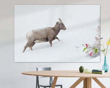 Rocky Mountain Bighorn Sheep ( Ovis canadensis ) in winter, adult female, walking up a hill, deep sn van wunderbare Erde
